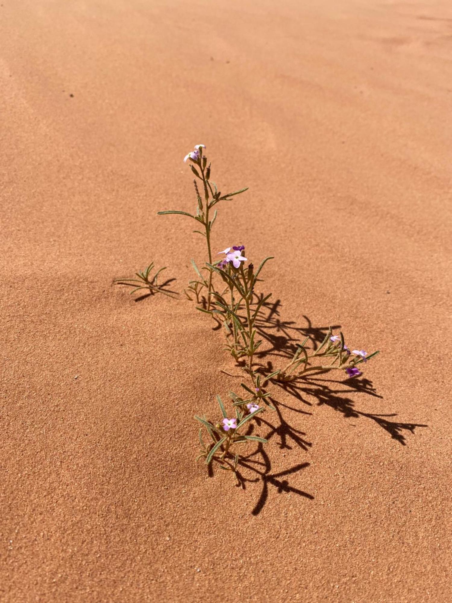 Desert'S Soul Wadi Rum Ad Disah Esterno foto