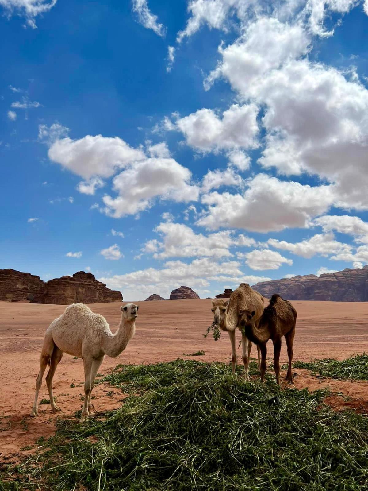 Desert'S Soul Wadi Rum Ad Disah Esterno foto